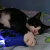 whereallanimalsmatter