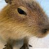 capybara_hah