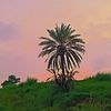 m_ali_481