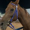 mahra_1190