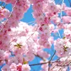 asya_rom_