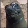pa_da_zideia