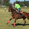 malajunta.polo