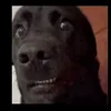 userrrr_dafuq