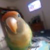 la.coneja_bonbon