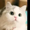 lovelykitty882