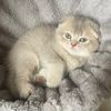 قطط سكوتش|| Rocky’s family 🐱