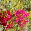 dulal8465