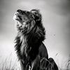 lion.491