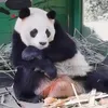🐼PanDa🐼