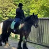 georgialoveshorsesfr