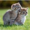 cats_parents2023