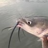 blue_catfish2