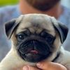 Bruce The Snort Lord | Pug