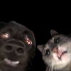 bleckpanther84