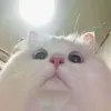 virgette3