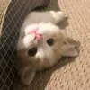 mewjiu.miss