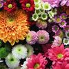 flowerpower__296