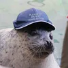 spinningseal4k
