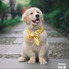 ruralcutepet2688