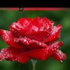 anpu.selvam