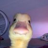 abcdgsususbsv