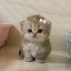 boo_230