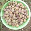 bukenyaarchileo4