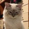 kurt14030