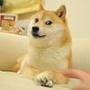 doge_elperro