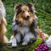 that.sheltie.tessie