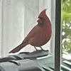 birdflix