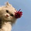 sofi_sofi34