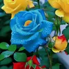 zenb_ali198