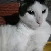 fabiana.frentz