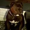pitbull0579