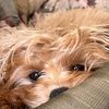 finny.the.poo