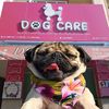 dogcarephanrang