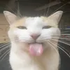 harisrakk