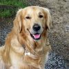 cutepets866