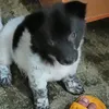 rodozisiki