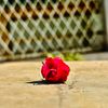 sanjida.akther486