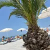 dmmarentic