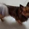 lirneix