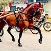afnankhan45547889