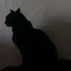 joao_pedro1963