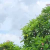 maiimaii092