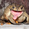 frognogbog