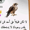 amer.ali7834