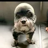 gustavo837918